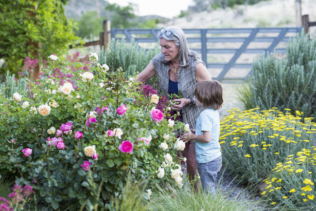 Abuela mayor y nieto pequeño poda rosas en el jardín . - foto de stock