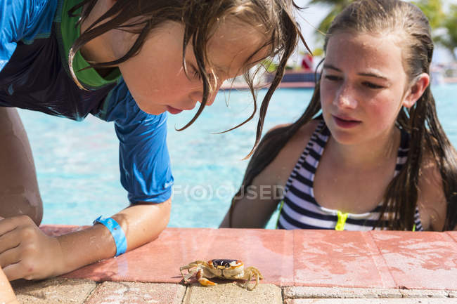 Hermano en la piscina mirando cangrejo pequeño - foto de stock