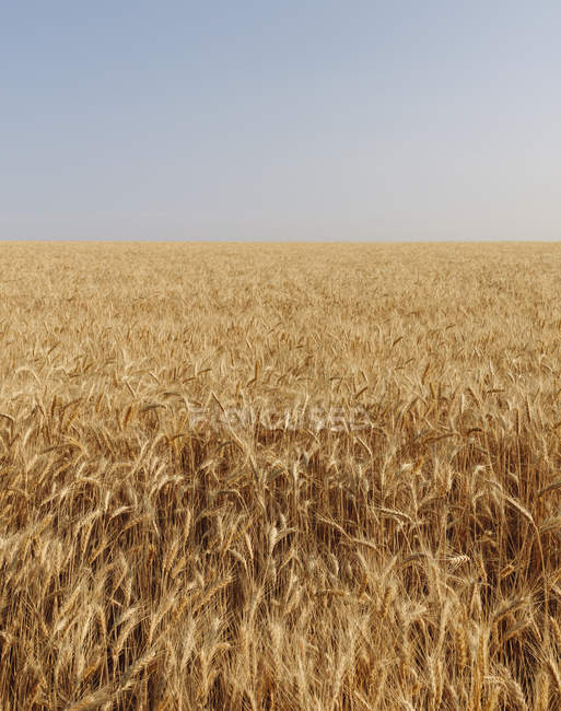 Campo de trigo en verano, horizonte y cielo en la distancia, Whitman County, Palouse, Washington, EE.UU.
. - foto de stock