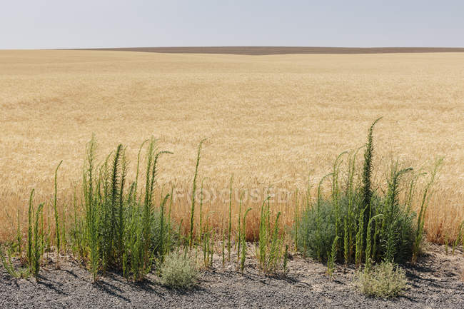 Campo de trigo de verão, ervas daninhas crescendo em primeiro plano, Condado de Whitman, Palouse, Washington, EUA . — Fotografia de Stock