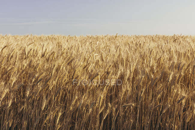 Field of wheat in summer, henhes and sky in distance, Whitman County, Palouse, Вашингтон, США
. — стоковое фото