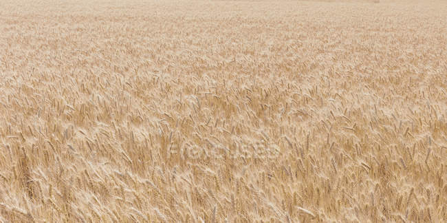 Gros plan du champ de blé d'été, comté de Whitman, Palouse, Washington, États-Unis . — Photo de stock
