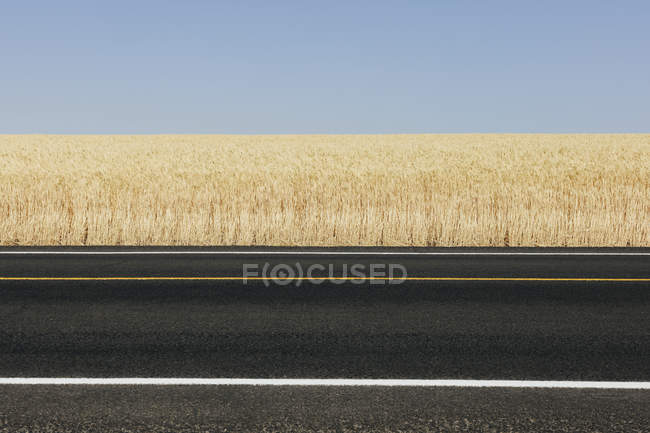 Road through field of summer wheat, Whitman County, Palouse, Washington, EE.UU. . - foto de stock