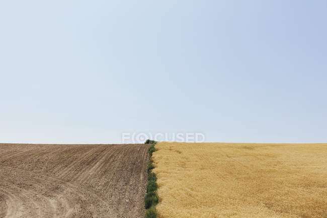 Champ de blé d'été divisé par les mauvaises herbes et la moitié de la récolte, comté de Whitman, Palouse, Washington, États-Unis . — Photo de stock
