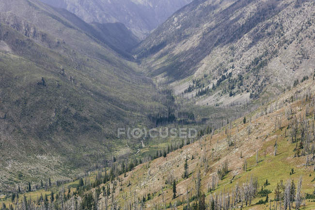 Bosque montañoso y valle que vuelve a crecer después del fuego a lo largo de Pacific Crest Trail cerca de Harts Pass, Pasayten Wilderness, Okanogan-Wenatchee National Forest, Washington, EE.UU.
. - foto de stock