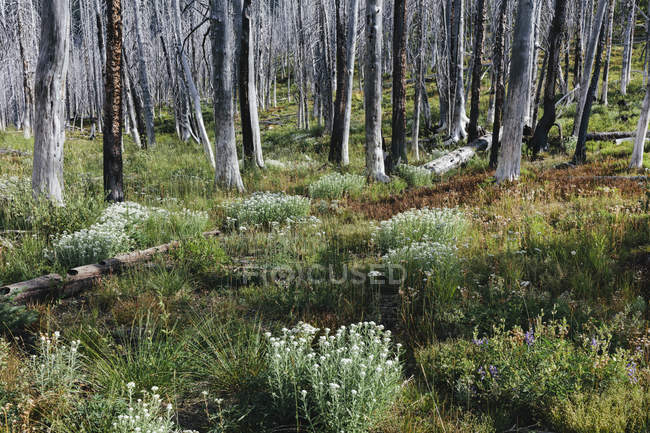 Bosque subalpino previamente quemado que rebota en verano con pinos y variedad de flores silvestres, milenrama, aster, árnica y lirios de maíz
. - foto de stock