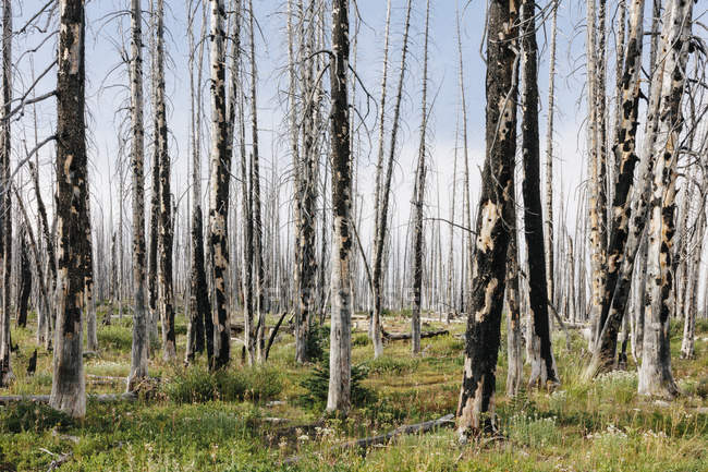Forêt subalpine antérieurement brûlée rebondissant en été avec des pins tordus et une variété de fleurs sauvages, d'achillée, d'aster, d'arnica et de lis de maïs . — Photo de stock