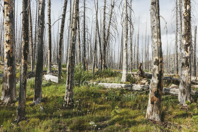 Früher abgebrannter subalpiner Wald, der im Sommer mit Lodge-Pole-Kiefern und einer Vielzahl von Wildblumen, Schafgarbe, Aster, Arnika und Maislilien wieder auflebt. — Stockfoto