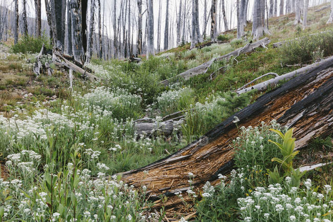 Previously burnt sub-alpine forest rebounding in summer with lodge-pole pines and variety of wildflowers, yarrow, aster, arnica and corn lilies. — Stock Photo