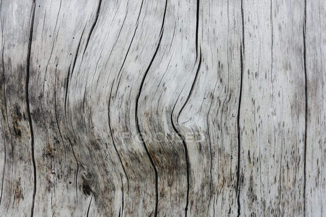 Зблизька згорілого соснового дерева від руйнівного лісового вогню, Хартс-Пасс, Національний ліс Оканоган-Венатчі, Вашингтон, Уса. — стокове фото