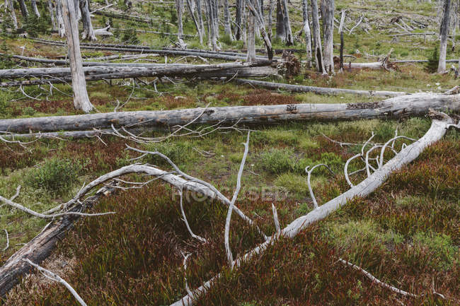 Previously burnt sub-alpine forest rebounding in summer with lodgepole pines and variety of wildflowers, yarrow and woodrush. — Stock Photo