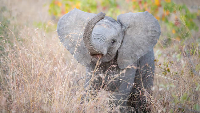 African elephant calf standing in tall brown grass and lifting trunk with open mouth. — Stock Photo