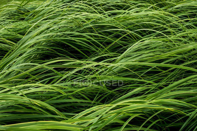Primer plano de exuberantes hojas de hierba verde, marco completo
. - foto de stock