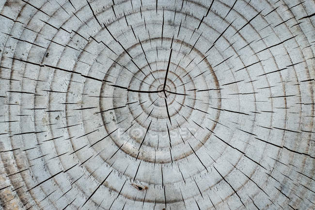 Close-up of old tree rings pattern on grey wood. — Stock Photo