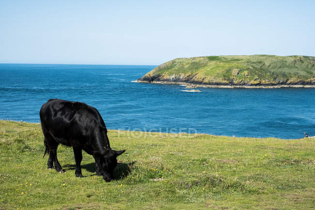 Vaca pastando en acantilado verde en la costa de Pembrokeshire, Gales, Reino Unido . - foto de stock