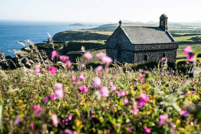 Pink flowers and St Non Chapel and Holy Well, St Davids, Pembrokeshire coast, Wales, UK. — Stock Photo