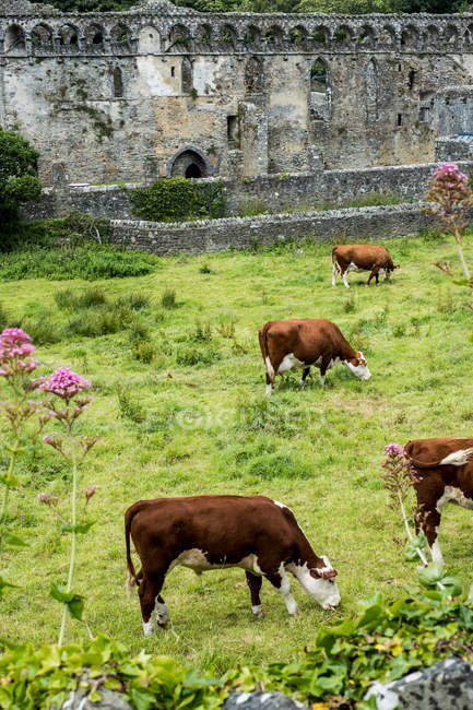 Vista ad alto angolo di piccola mandria di mucche al pascolo vicino alle rovine del Palazzo dei Vescovi, St Davids, Pembrokeshire, Galles, Regno Unito
. — Foto stock