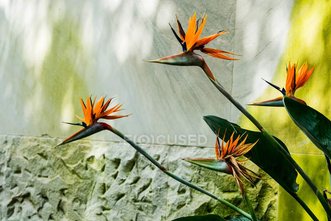 Fiori di Strelitzia arancione che crescono davanti alla parete di marmo grigio chiaro . — Foto stock