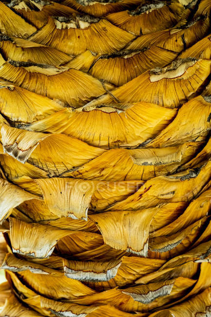 Close-up of yellow bark pattern of palm tree. — Stock Photo