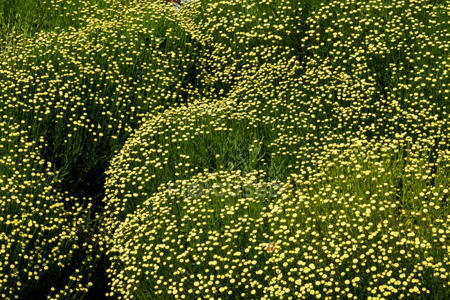 High angle close-up of field of flowers with tiny yellow blossoms. — Stock Photo