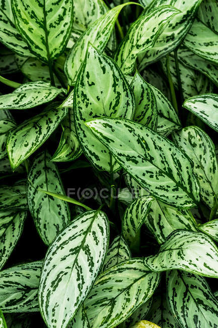 Gros plan à angle élevé de feuilles vertes luxuriantes striées de blanc . — Photo de stock