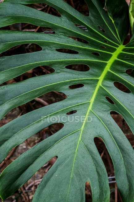 High angle close-up of large green Delicious Monster plant leaf. — Stock Photo