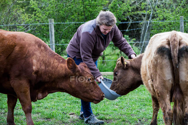 Mulher alimentando duas vacas marrons na fazenda . — Fotografia de Stock