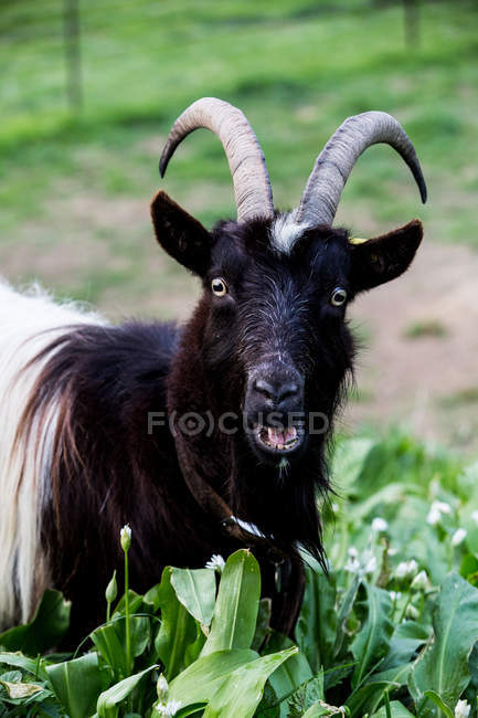 Close-up of black billy goat looking in camera on farm. — Stock Photo