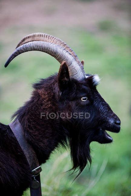 Profile of black billy goat on farm. — Stock Photo