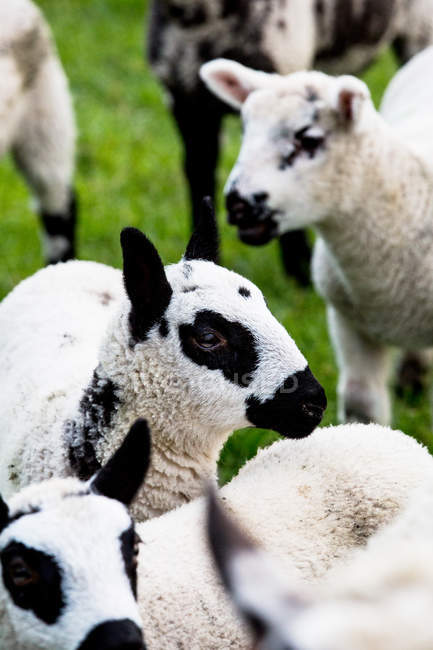 Pequeña manada de lindas ovejas esponjosas Kerry Hill en la granja . - foto de stock