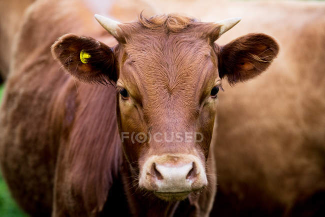Mucca bruna in piedi sul pascolo agricolo, guardando in camera, primo piano . — Foto stock