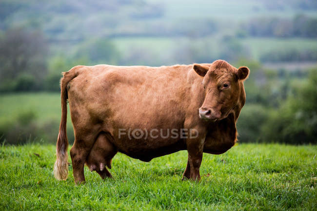 Mucca marrone in piedi su erba pascolo fattoria verde . — Foto stock