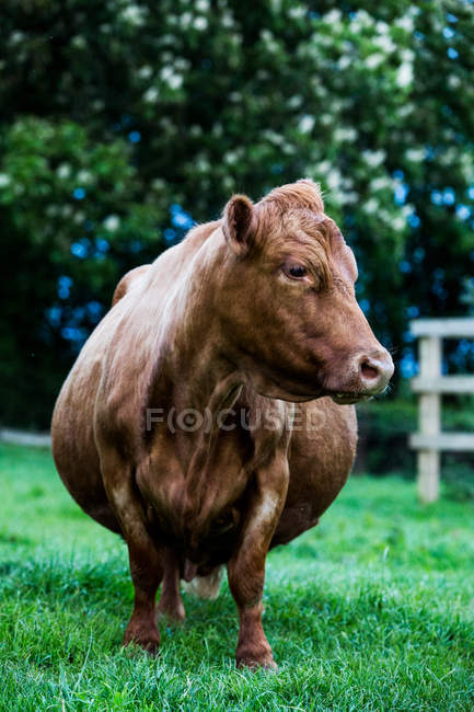 Brown cow standing on green farm pasture. — Stock Photo