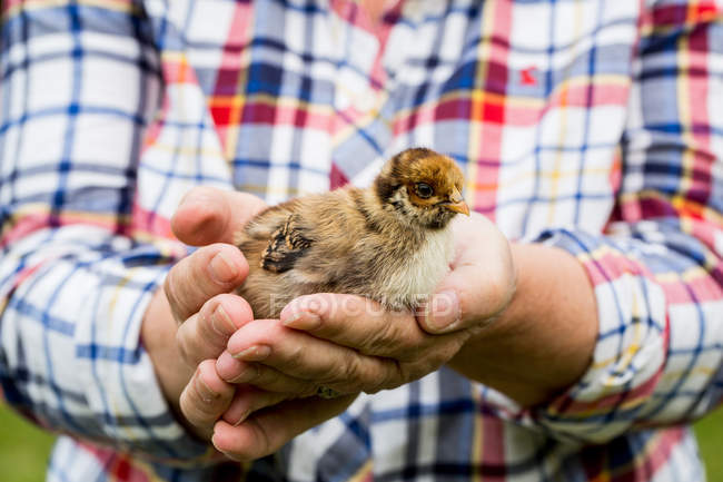 Primer plano de la persona sosteniendo pollito marrón pequeño en las manos . - foto de stock