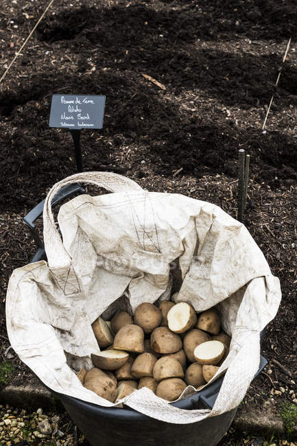 High angle close-up of sack of potatoes for planting in spring. — Stock Photo