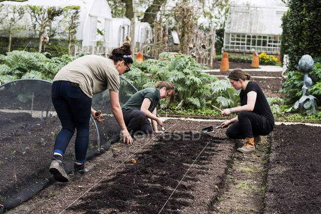 Tre donne che lavorano su un letto di terreno appena posato nell'orto . — Foto stock