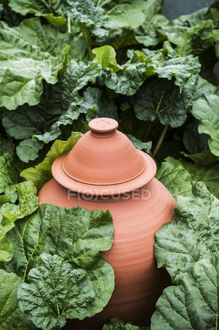 Gros plan grand angle du pot en terre cuite, renforcement de la rhubarbe dans le lit de légumes . — Photo de stock