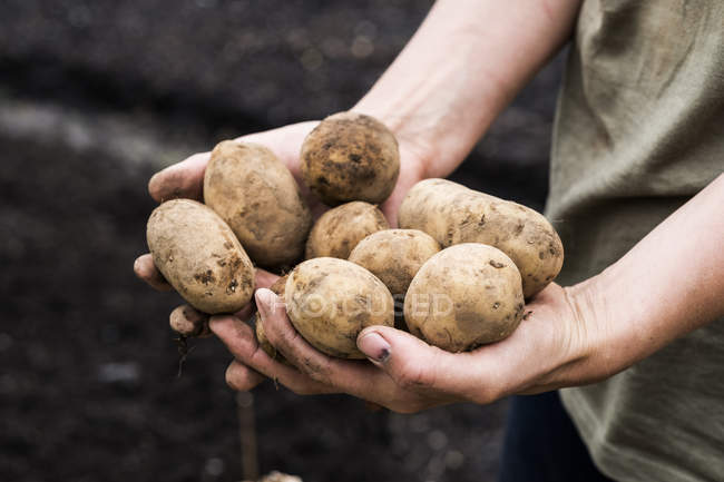 Primo piano ad angolo alto di mani di persona che tengono patate per piantare in primavera . — Foto stock