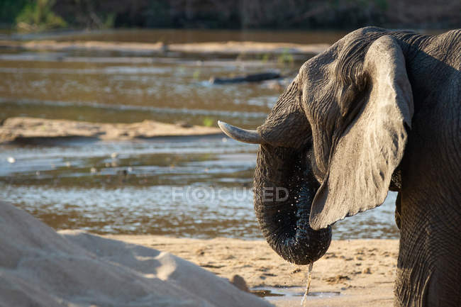 Elephant lifting trunk to mouth to drinking water in Africa. — Stock Photo