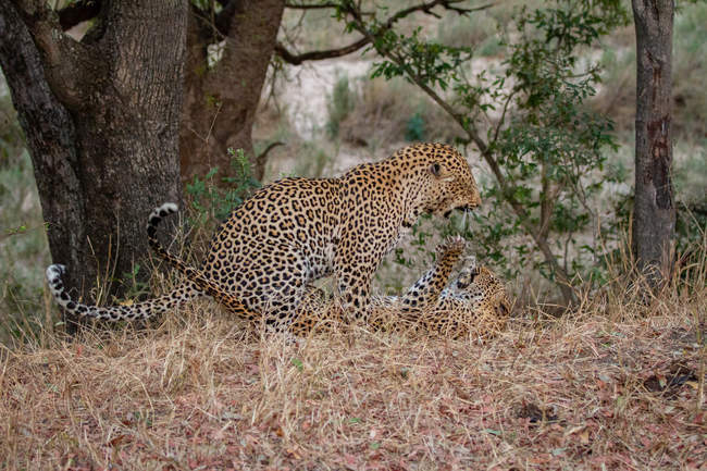 Leopardos machos y hembras peleando con garras y bocas abiertas mientras gruñen
. - foto de stock