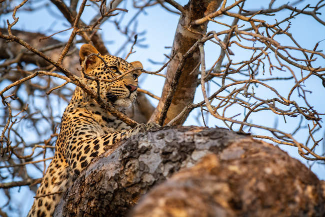 Leopardo deitado na árvore, ouvidos para a frente, alerta . — Fotografia de Stock