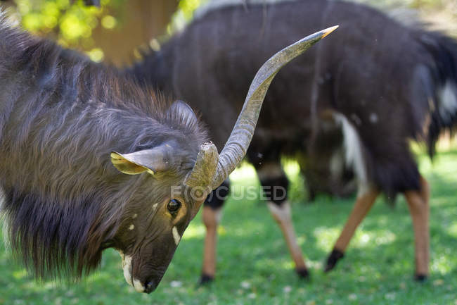 Masculino nyala curvando cabeça para baixo, exibindo chifres no África . — Fotografia de Stock