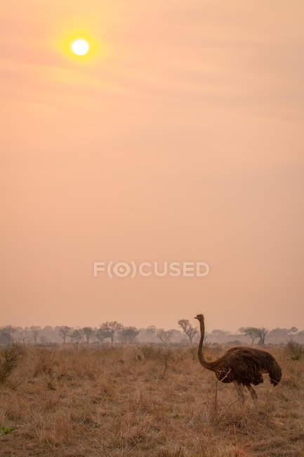 Avestruz em pé na grama marrom ao pôr do sol na África . — Fotografia de Stock