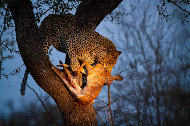Leopard steht nachts mit Nyala-Tötung im Maul im Baum, beleuchtet von Scheinwerfern. — Stockfoto