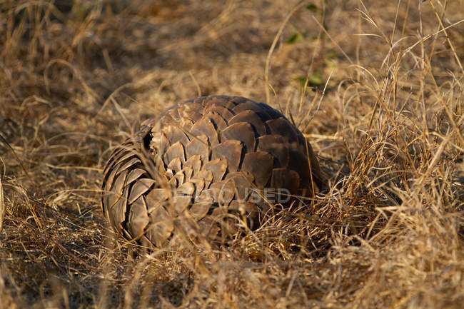 Pangolin sdraiato rannicchiato nell'erba marrone in Africa . — Foto stock