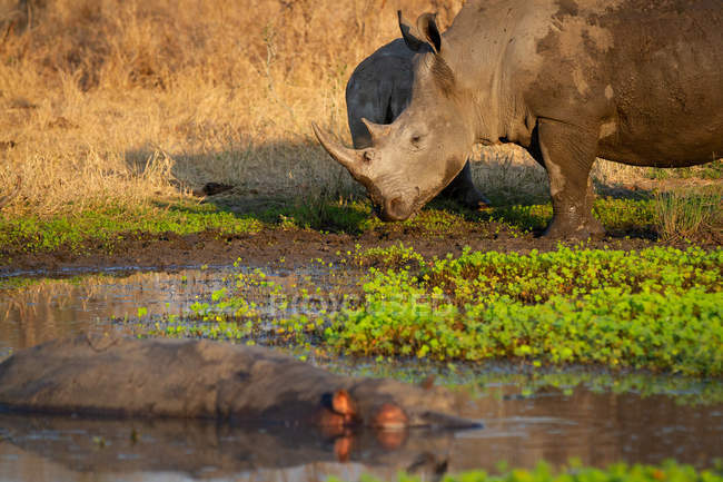 Rinoceronte bianco e vitello in piedi sul bordo del waterhole con ippopotamo in Africa
. — Foto stock