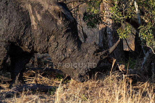 Rinoceronte bianco ricoperto di fango con orecchie indietro in piedi in Africa
. — Foto stock