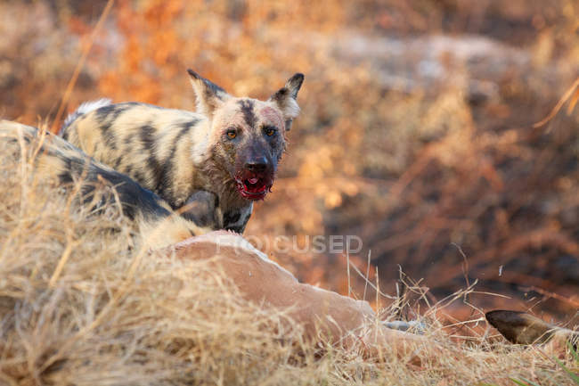 Wild dog with mouth covered in blood and ears back standing in Africa. — Stock Photo