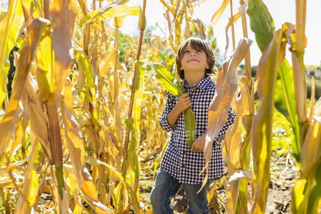 Retrato de menino pré-adolescente em campo de milho transportando culturas — Fotografia de Stock