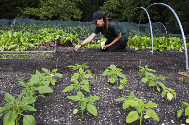 Woman kneeling in a vegetable bed, sowing seeds. — Stock Photo